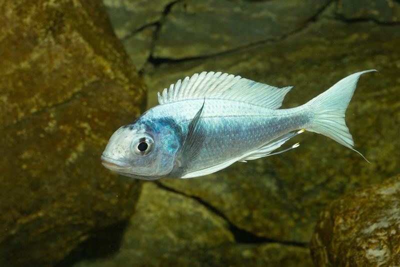 Ophthalmotilapia ventralis 'Kafyoko Point'